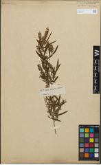 Foto von Salix humboldtiana Willd.